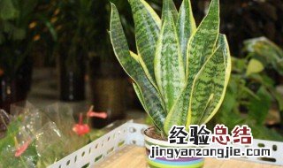 什么鲜花适合放在卧室 什么鲜花养在卧室里好