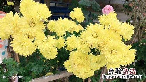 菊花怎么施肥