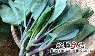 白露种植什么蔬菜室外养 白露种植什么蔬菜室外