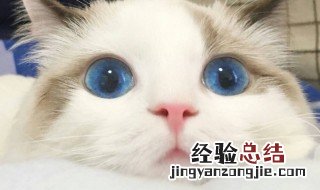 蓝眼睛的猫有哪些品种 蓝眼睛的猫介绍