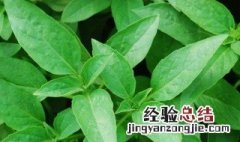 九层塔的种植方法和时间 九层塔种植方法和时间