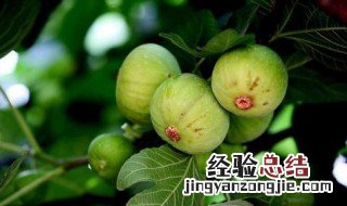 无花果怎么吃剥皮吗 无花果吃法