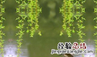 柳树是怎样传播种子的 柳树种子的传播方法