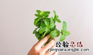 薄荷适合在室内养吗 薄荷适不适合在室内养