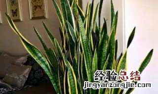 虎皮兰养在室内好吗 虎皮兰养在室内合适吗