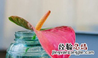 家里养的红掌花枯萎了怎么办 红掌的花都枯萎了怎么办