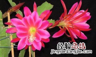 令箭花怎样促进开花 令箭花怎么才能开花多
