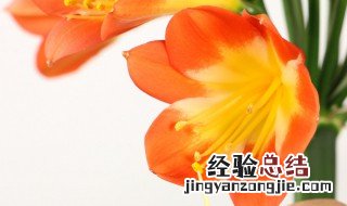 君子兰适合在室内养还是室外养护 君子兰适合在室内养还是室外养护好