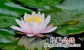 马蹄莲适合室内养吗 红马蹄莲适合室内养吗