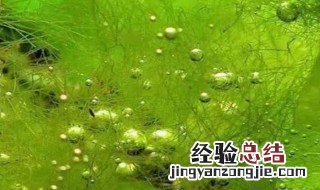 鱼缸除藻最佳方法 刚毛藻怎么彻底处理