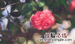 北方的冬天室内适合养什么植物 北方的冬天室内适合养什么植物好