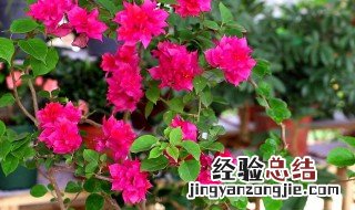 羊粪肥怎样给盆花使用 羊粪肥如何养三角梅开花一整盆