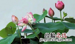 家中养碗莲花好不好 家里养碗莲风水禁忌