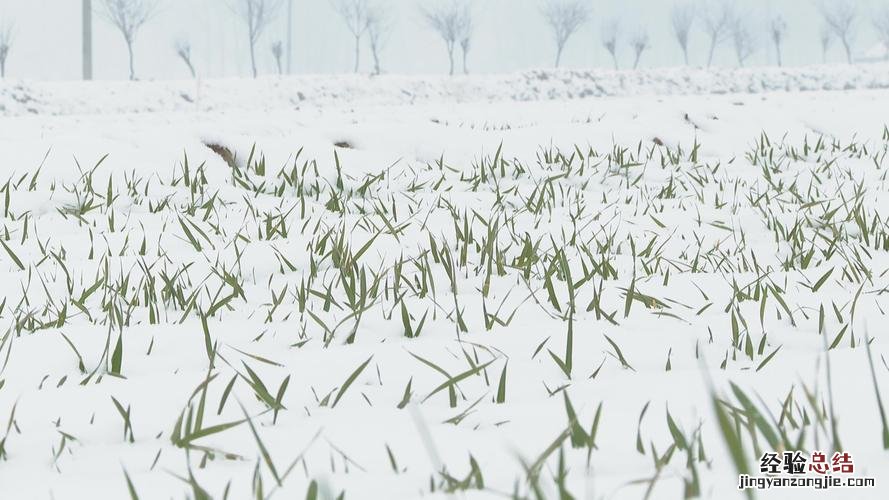 瑞雪丰年是什么意思