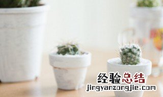 适合室内养殖的不开花的植物 室内不开花的绿植有哪些