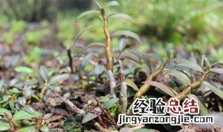 如何挑选铁皮石斛干 如何挑选铁皮石斛
