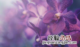 兰花土怎样杀菌消毒 兰花盆土如何进行杀菌