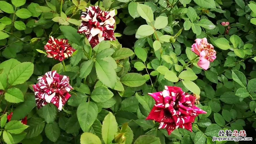 那些好养的花花草草，为什么还是养不活？