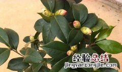 想让茶花开花多都有哪些养护方法 如何让茶花开花