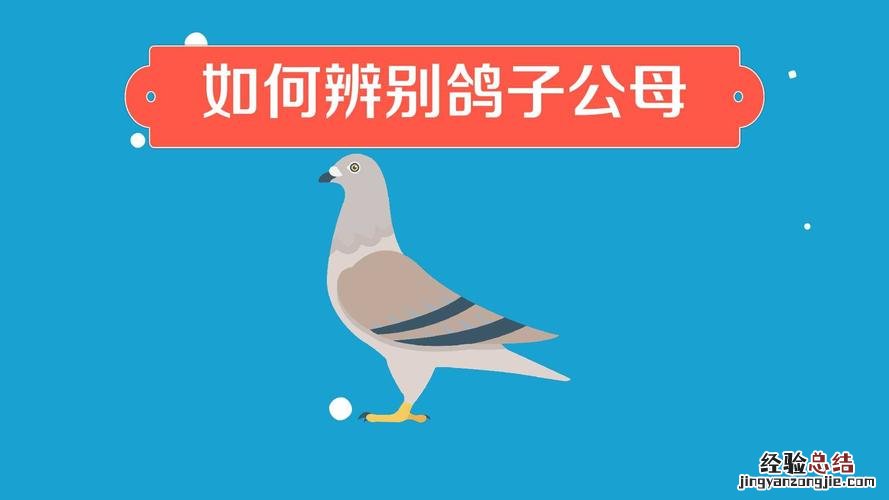 鸽子怎么分公母