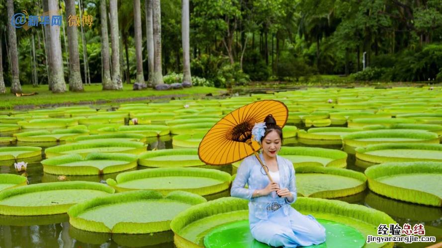 王莲是什么植物，是水生植物吗