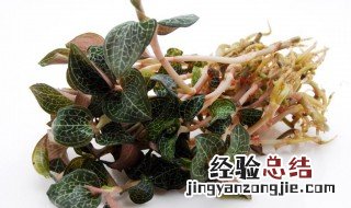 干的金线莲怎么保存 干的金线莲怎么保存介绍