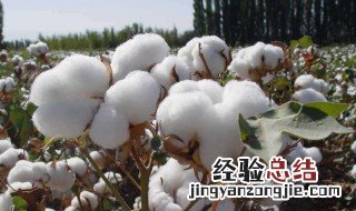 棉花怎么保存 怎么保存棉花