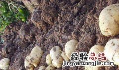 收获土豆的方法 收获土豆的方法是什么