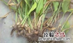 生姜会开花吗 生姜会开花吗?开的花什么样子?