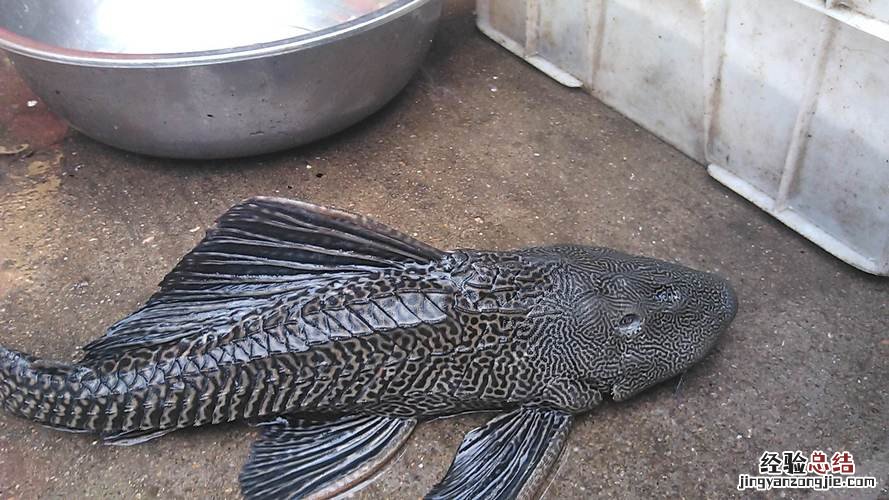 清道夫是什么意思