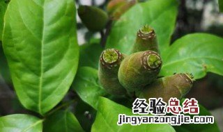 腊梅的花语 腊梅的花语是什么