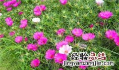 太阳花种植 太阳花种植方法