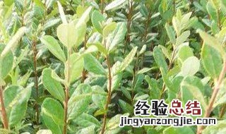 菲油果的种植栽培技术:菲油果几年结果? 菲油果苗品种介绍