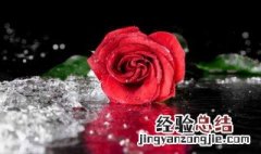 结婚十周年送什么花好 结婚纪念日送什么花好