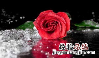 结婚十周年送什么花好 结婚纪念日送什么花好