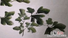 牡丹花怕冻吗