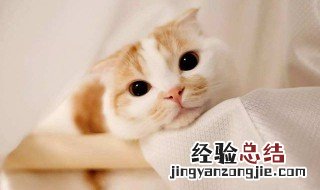 让猫咪舒服的方法 怎样抚摸猫咪会让它很舒服