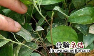 茯苓种植时间和方法 关于茯苓种植时间和方法