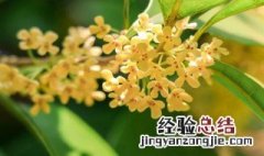 桂花叶片干枯发黄 桂花叶子发黄怎么补救