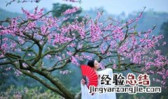 沐浴桃花是什么意思 沐浴桃花的意思