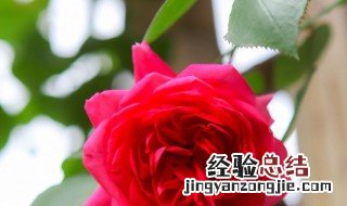 玫瑰叶子上长黑斑咋办 玫瑰叶子上长黑斑怎么解决