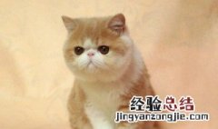 波斯猫和加菲猫的区别是什么颜色 波斯猫和加菲猫的区别是什么