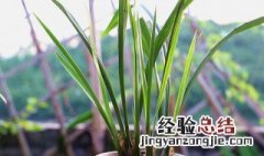 兰花怎么养最好 兰花如何养殖