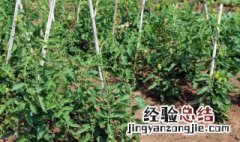 种植辣椒喷醋有什么用 辣椒种植喷洒陈醋或是白醋