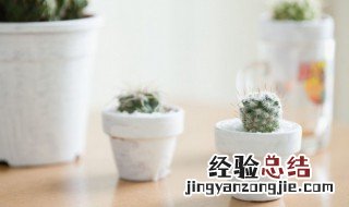 适合室内培植的小植物有什么 适合养在室内的小型植物