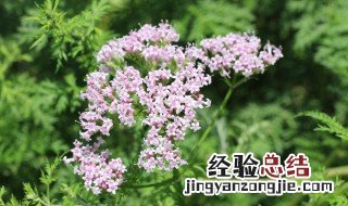 家养缬草怎么养 缬草种植亩效益