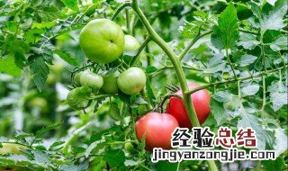 番茄挂果后怎么施肥 番茄挂果后怎么施肥视频