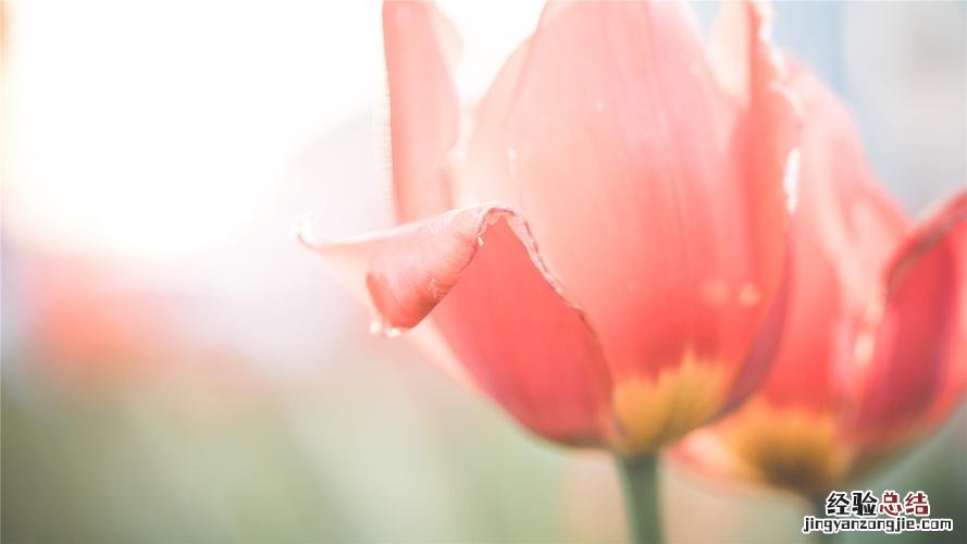 郁金香花如何繁殖