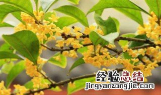 秋天有什么花开 秋天开的花列述