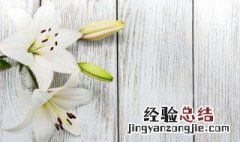 夏天有什么花开 哪些花夏天开